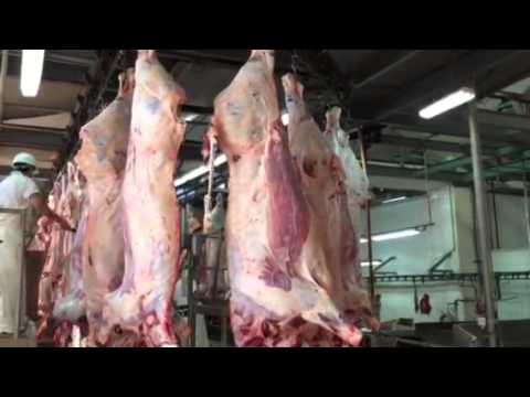 faena vacuna 17 06 15 Vaquillonas