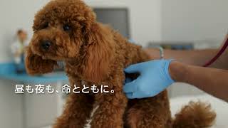 JARVISどうぶつ医療センター Tokyo｜夜間救急（犬ver）