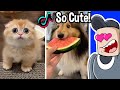 Cute Animals On TikTok That Will Make You Laugh But You Can T Say CUTE Impossible