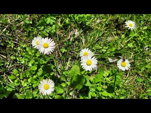 Das Gänseblümchen  - kinderleicht erklärt von KARIN PRASSL