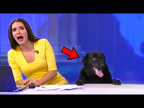 FUNNY: When Animals Take Over the News and Steal the Show