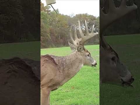 Visualize the shot 🏹🏀#deer #deerhunting #archery