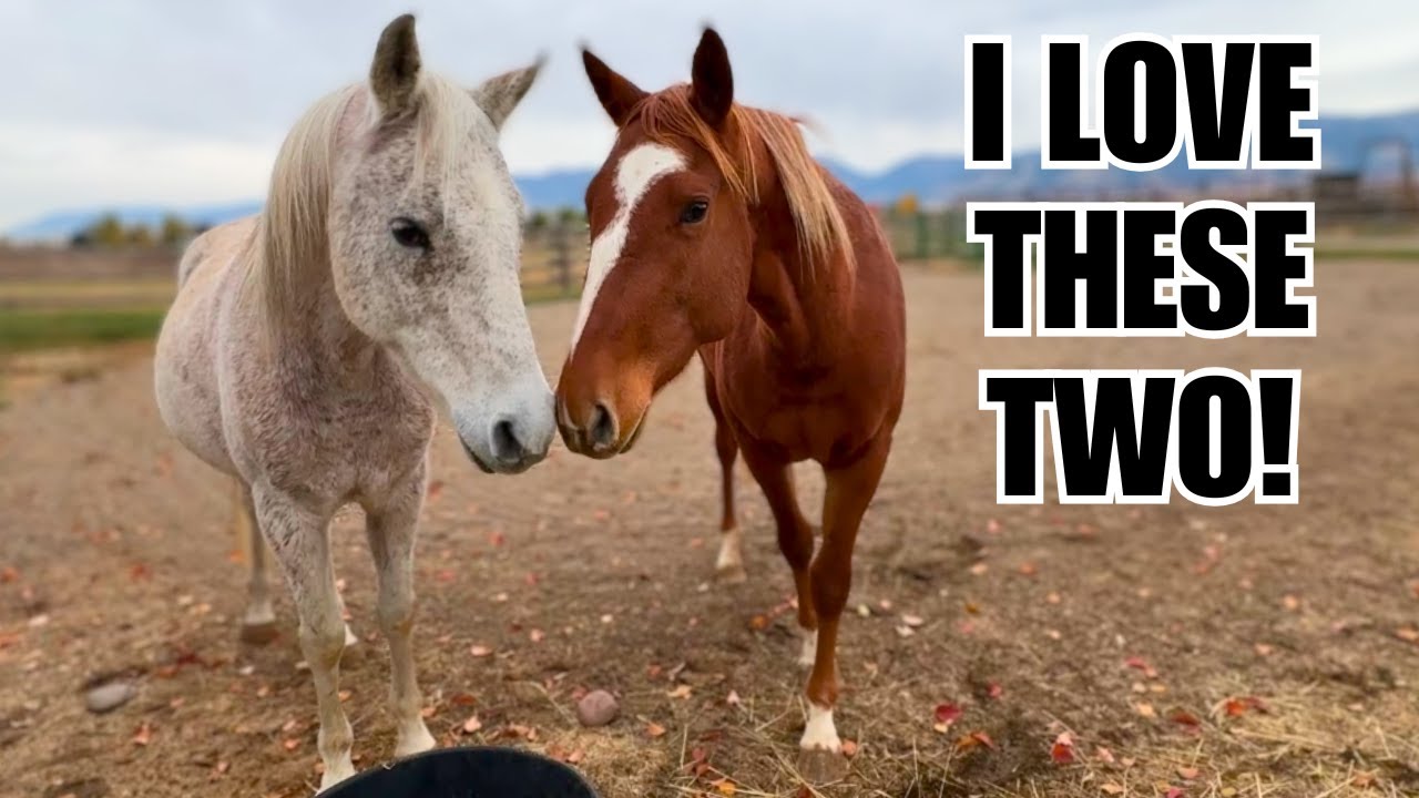 Arabian meets wild horse!  This was magical!