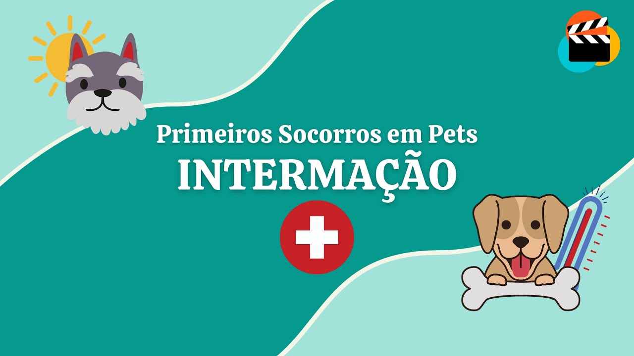 Primeiros socorros em pets - Intermação