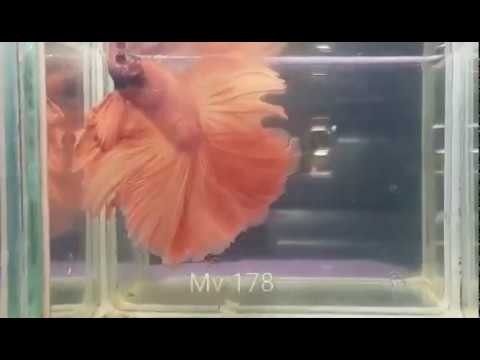 MV 178