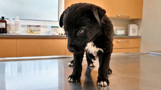 Alone, Desperate and Abandoned: The Story Of This Stray Puppy Will Melt Your Heart