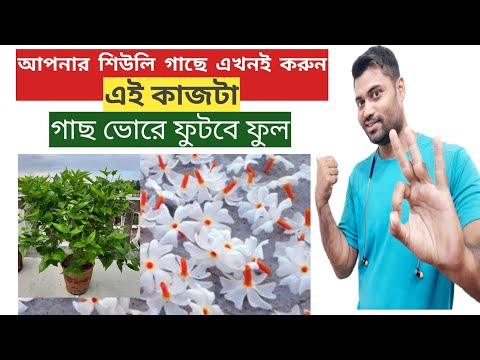 Shiuli flower plant care! Shiuli flower care! Parijat tree - Harsingar plant care l Nyctanthes