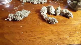 Laughing Buddha from Attitude Seed Bank my grow