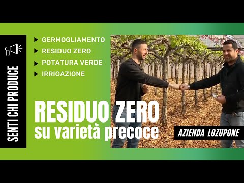 Come gestire un vigneto di varietà precoce | Senti chi produce - Azienda Agricola Lozupone