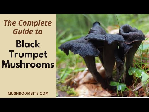 Black Trumpet Mushrooms, the Complete Guide
