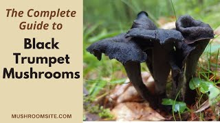 Black Trumpet Mushrooms, the Complete Guide