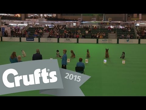 Inter-Regional Obedience - Class C - Stays | Crufts 2015