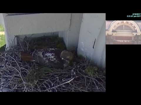SU Hawk Nest Cam zoom feature is on!