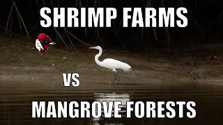 preview picture of video 'Shrimp farms vs Mangrove forests - Biodiversity Shorts #4'