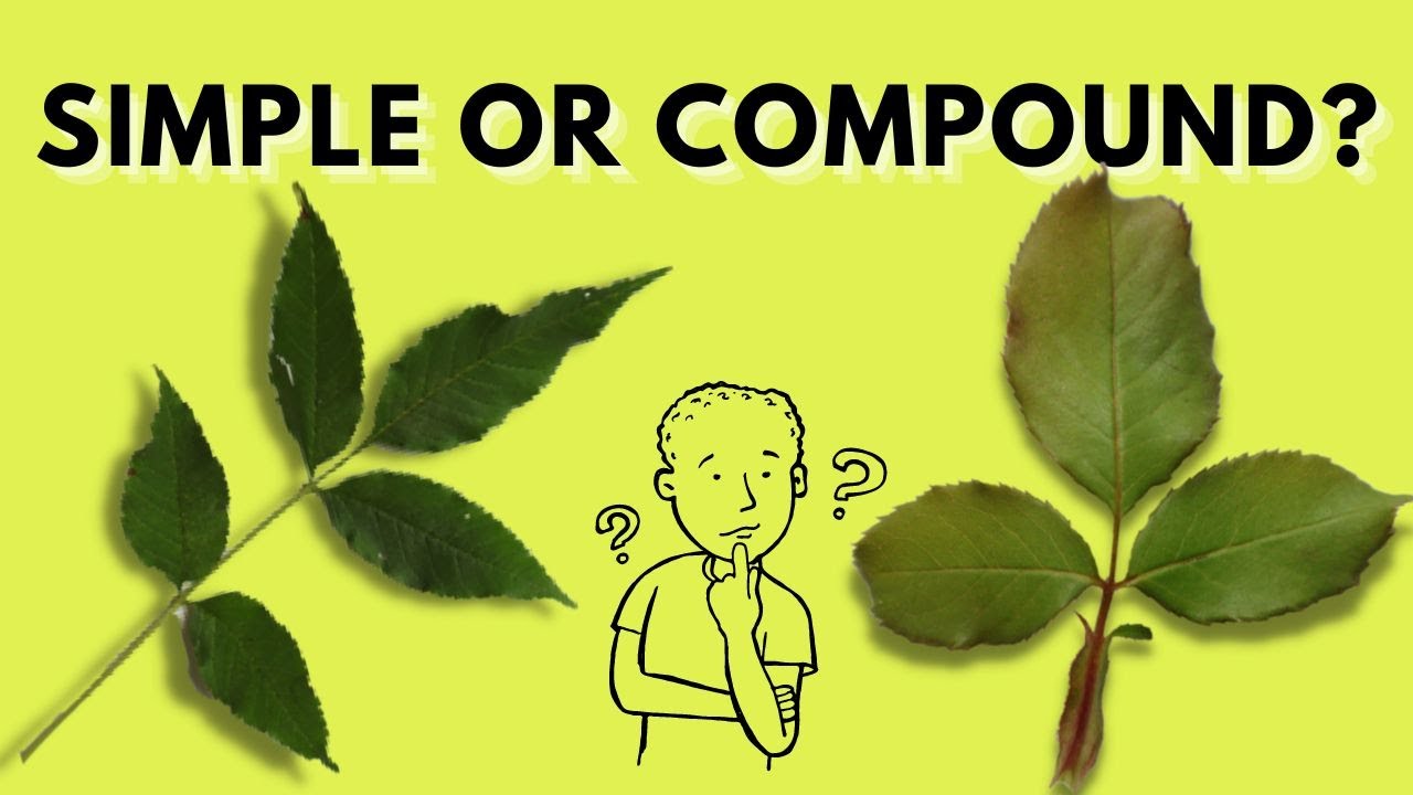 Learn How To Recognize Compound Leaves | Simple vs. Compound Leaves