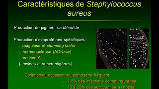 Les infections staphylococciques