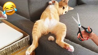 Get ready to laugh out loud with these hilarious cat and dog videos! 😂