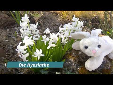 Frühblüher mit Hoppel