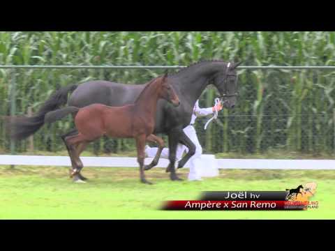 Joël - Ampere x San Remo