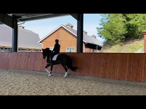 3 year old gelding by Borsalino