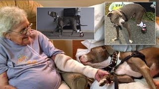 Pitbull Puppy Found Nailed to Railroad Track Now Heals Others As Therapy Dog