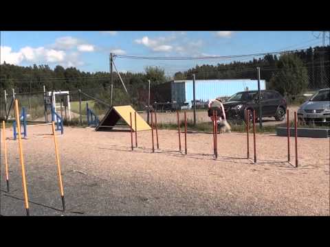 Kujakepit 9.8 ja 16.8.2015