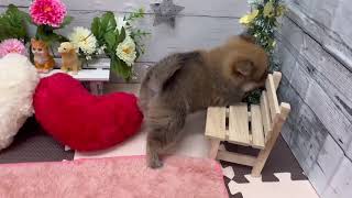 ハーフ犬の動画01