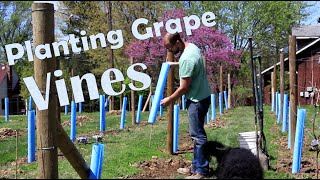 How to Plant Wine Grapes