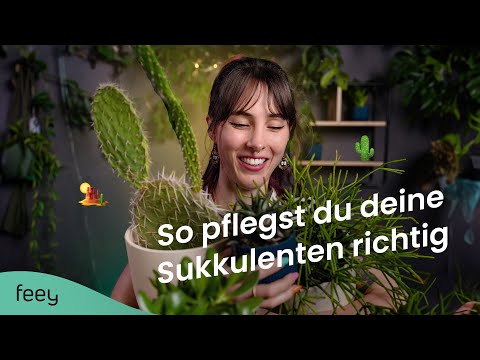 Sukkulenten richtig pflegen – der komplette Guide 🌵 | feey Pflanzenlexikon