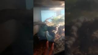 Snake Reptiles Videos