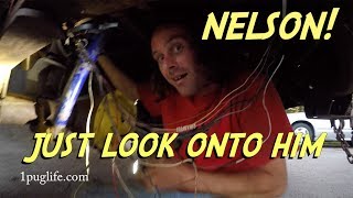 The Legend of Nelson