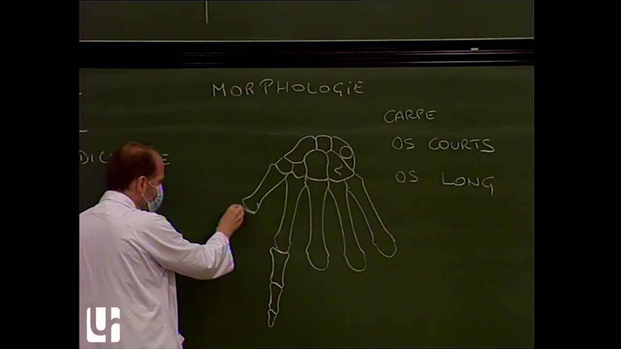 Anatomie générale 1 - Anatomie générale ostéo-articulaire [General anatomy of bones and joints]