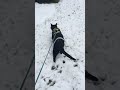 Tuxedo Cat Walks On Leash In Snow Wearing Batman Sweater