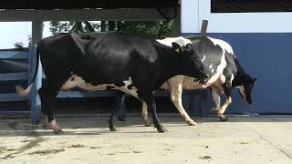 Vídeo 93 - 1ª ETAPA MEGA LIQUIDAÇÃO TOTAL AGROPECUÁRIA MARAJOARA - DIA 4 | GADO GIROLANDO E HOLANDÊS