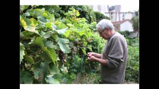 Urban Agriculture Meeting Demands in Unlikely Places: Resistance is Fertile