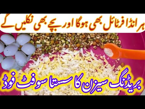 Lovebird Breeding Seasson Softfood