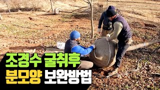 조경수 굴취시 분모양 보완방법 | 나무대장