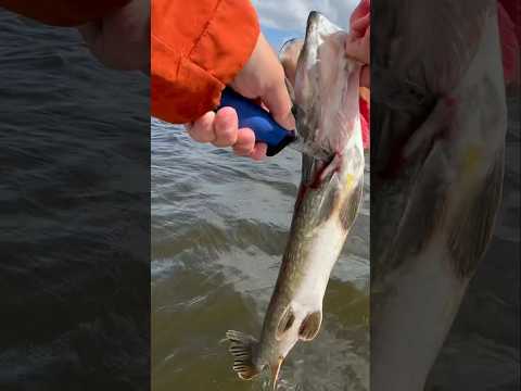 Dispatch and bleed Pike