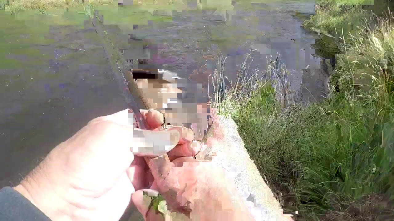 Salmon fishing on the River Tweed at Cardrona 31st August 2020