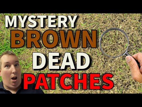What's Killing This Lawn? Solving a DEADLY Problem Before it's Too LATE