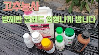 고추농사, 방제만 잘해도 엄청나게 땁니다! 고추농사 잘 짓는 법!