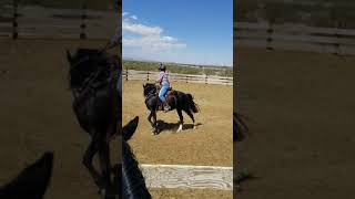 Jexs maybe 4th or 5th time with cows