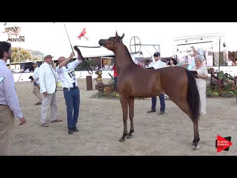 N.113 SS TYARI - Menton 2019