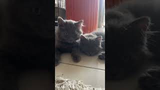 Download lagu Uli-uli kitty cats #cat #kitten #catsoftiktok #fyp #fypシ゚ mp3 Download lagu Uli-uli kitty cats #cat #kitten #catsoftiktok #fyp #fypシ゚ mp3