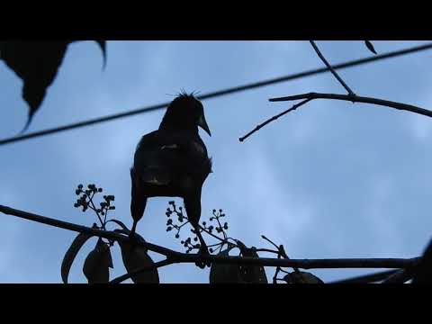 Chestnut-headed Oropendola Song and Wing Rattle