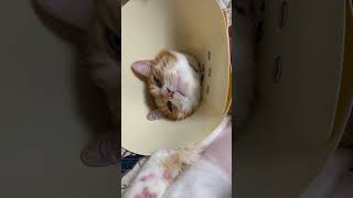 決めポーズをする猫
