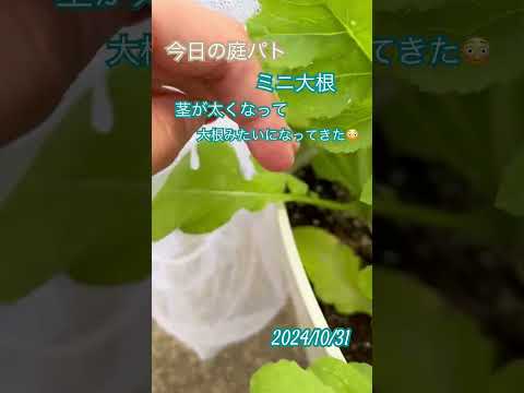 庭の芳香植物と薬用植物 腸の問題を和らげる自然療法