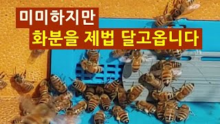 미미하지만 자연화분을 제법 달고옵니다(24.02.28.)