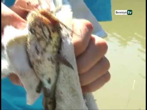 Berettyó Televízió - Nyári tábor a horgásztavon