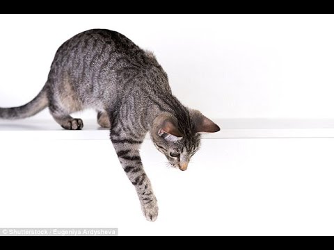 Female cats are more likely to be right-handed than males
